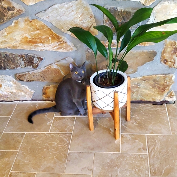 Cat friendly but Smoke free home reassurance 💕 - Picture 3 of 3